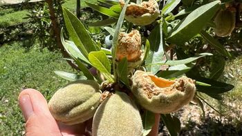 cotorras: danos en la produccion alcanzan hasta 30% cotorras: danos en la produccion alcanzan hasta 30%