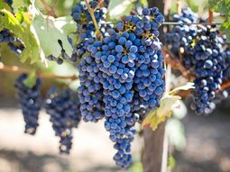 Argentina se destaca como el noveno consumidor global de vino. Foto: gentileza Argentina se destaca como el noveno consumidor global de vino. Foto: gentileza