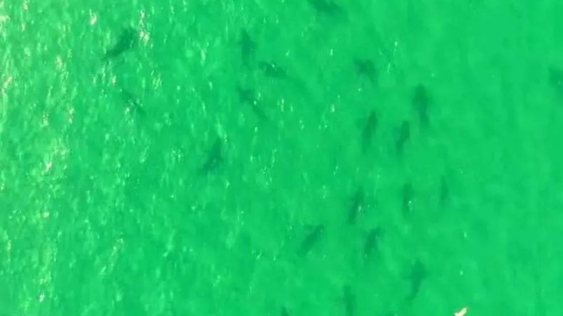 Más de 100 tiburones sorprendieron en la costa rionegrina | LM Neuquen Más de 100 tiburones sorprendieron en la costa rionegrina