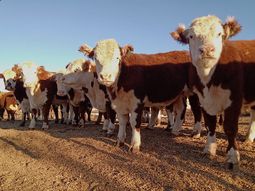 La cesación de pagos de un importante comprador de hacienda desató un fuerte impacto en productores, consignatarios y remates de la Patagonia. La cesación de pagos de un importante comprador de hacienda desató un fuerte impacto en productores, consignatarios y remates de la Patagonia.