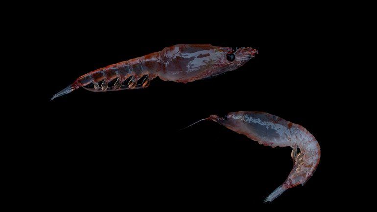 Greenpeace encontró nuevos ecosistemas en la Antártida