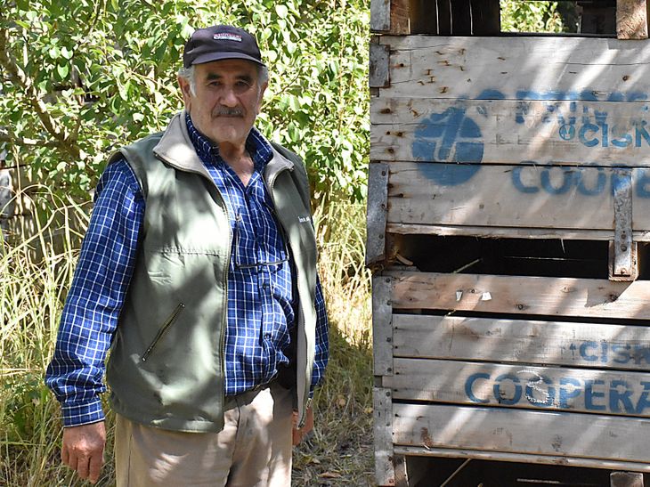 Entre el volante y la tierra: Entre flete y flete, el presidente de la Cámara de Productores de General Roca supervisa personalmente la recolección de las últimas manzanas de la temporada. Foto: Fabricio González.