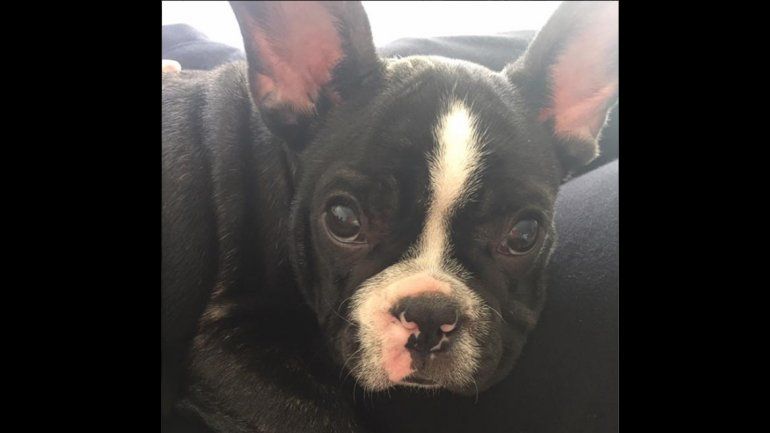 Una familia recuperó el perro que le habían robado en Huilliches