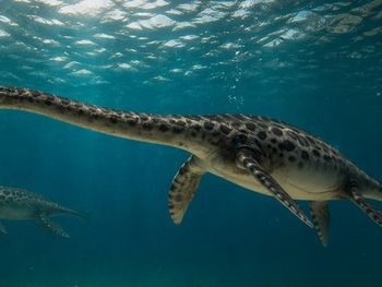 El fósil de un monstruo marino de hace 66 millones de años sorprende a la ciencia desde la Patagonia.