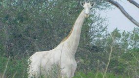 Fotografían a la última jirafa blanca que queda en la Tierra