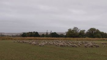 La cabaña la Angelita, en la zona de chacras de Gaiman, en Chubut, consagrada con el último Gran Campeón en la Expo Rural de Trelew. La cabaña la Angelita, en la zona de chacras de Gaiman, en Chubut, consagrada con el último Gran Campeón en la Expo Rural de Trelew.
