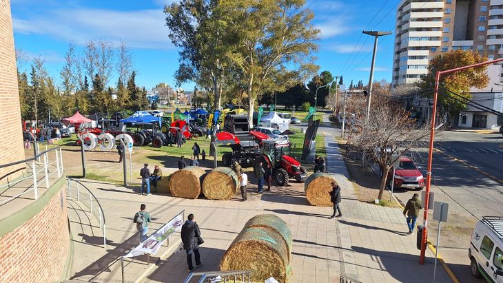 Una muestra de los fierros de la alfalfa. Foto: Fabricio González.