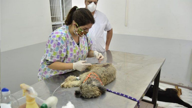 La Muni continúa con las castraciones de gatos y perros