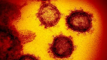 la inteligencia artificial descubre 70.000 virus nuevos la inteligencia artificial descubre 70.000 virus nuevos