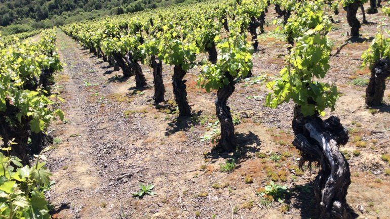 Tendencia: vuelve la uva criolla ahora en vinos