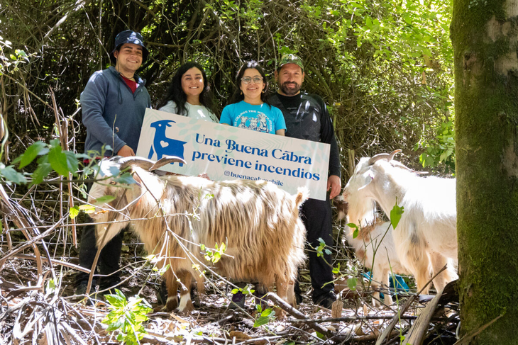 Brigada caprina UdeC reduce 60-70% de biomasa en zonas de riesgo donde brigadistas humanos no pueden trabajar con seguridad.Foto: @buenacabrachile Brigada caprina UdeC reduce 60-70% de biomasa en zonas de riesgo donde brigadistas humanos no pueden trabajar con seguridad.Foto: @buenacabrachile