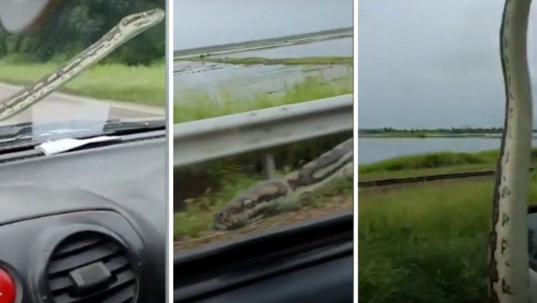 Viral en YouTube: descubren una serpiente en la ventana de su auto