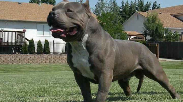 El american bully está entrenado para participar en exhibiciones caninas.