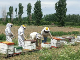 Récord apícola 2025: 60.622 toneladas exportadas, el mayor volumen en los últimos siete años Récord apícola 2025: 60.622 toneladas exportadas, el mayor volumen en los últimos siete años