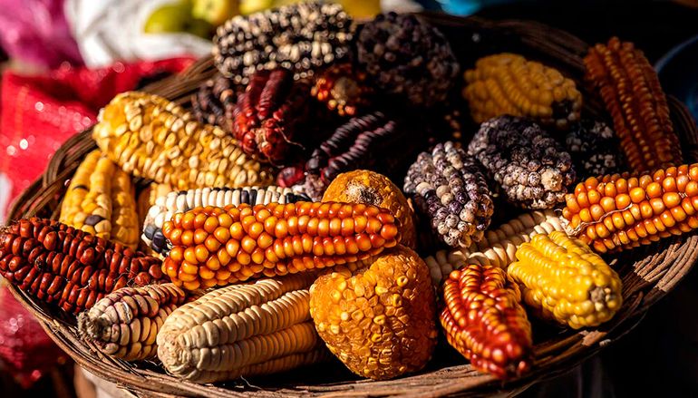 No habrá cultivo de maíz transgénico en México. No habrá cultivo de maíz transgénico en México.