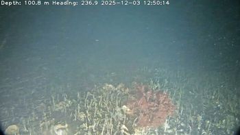 Expedición submarina al Golfo Nuevo de Península Valdés. Expedición submarina al Golfo Nuevo de Península Valdés.