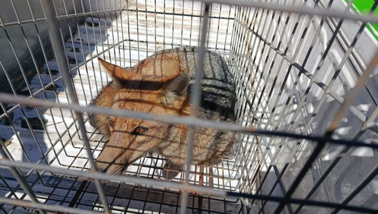 Un zorro colorado apareció en el centro de San Martín de los Andes: el destino después de un gran operativo