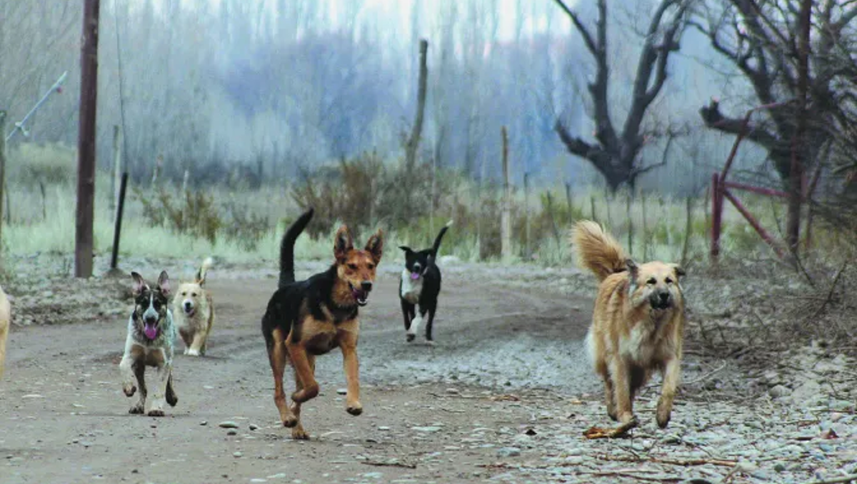 Qué país aplicará la ley de sacrificio de perros callejeros de manera inminente