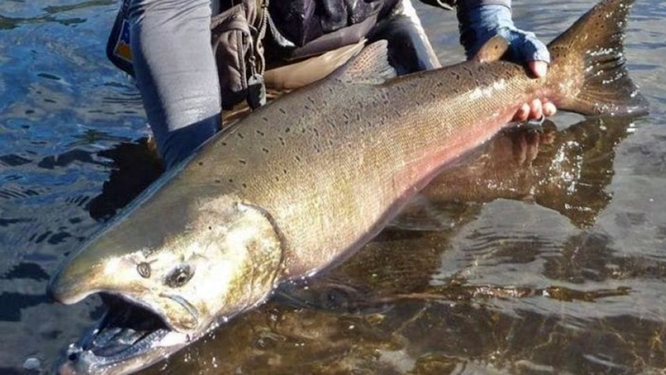 En Santa Cruz, se declaró al salmón Chinook como especie exótica invasora en toda la provincia. En Santa Cruz, se declaró al salmón Chinook como especie exótica invasora en toda la provincia.