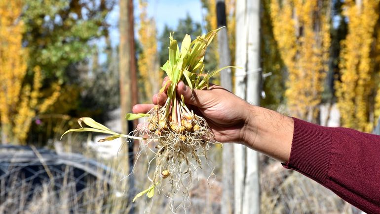 El Centro Pyme ejecuta un proyecto para producir alimentos para los cerdos. El Centro Pyme ejecuta un proyecto para producir alimentos para los cerdos.