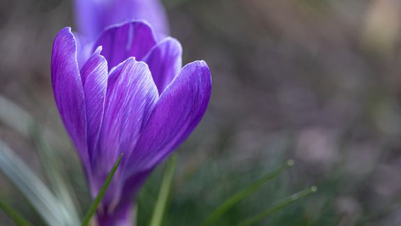 Se necesitan aproximadamente 250.000 flores para conseguir un kilo de esta preciada especia. Foto: Pexels