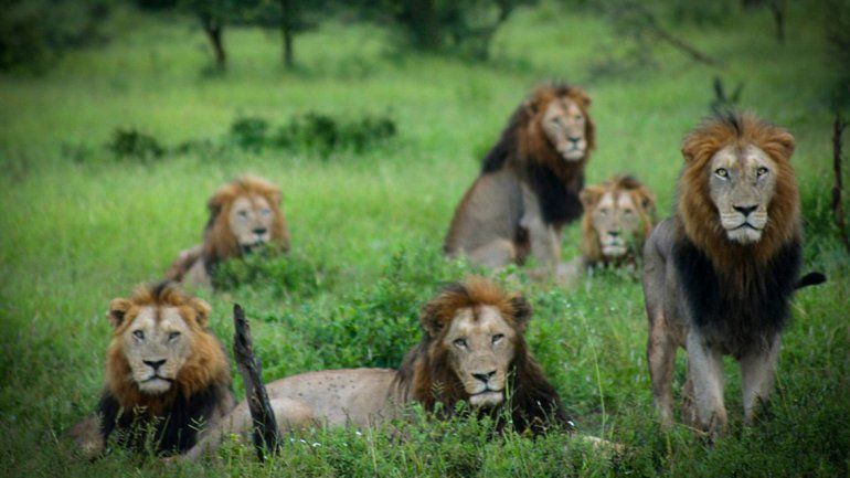 Un cazador fue cazado y devorado por leones