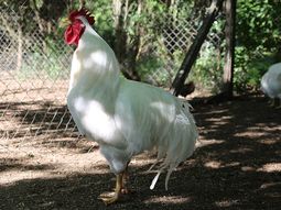 argentina duplico las exportaciones de aves vivas y huevos fertiles en 2025 argentina duplico las exportaciones de aves vivas y huevos fertiles en 2025