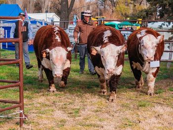 Nuevamente la hacienda en pie de la Patagonia tiene su mercado en Chile.