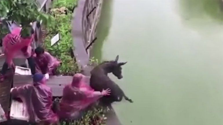 Lanzaron un burro vivo para alimentar a tigres hambrientos