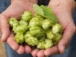 asi funciona el invento argentino que promete revolucionar el mercado del lupulo asi funciona el invento argentino que promete revolucionar el mercado del lupulo