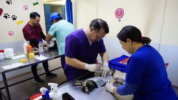 En los últimos seis años se realizaron más de 140 mil esterilizaciones gratuitas en Neuquén. En los últimos seis años se realizaron más de 140 mil esterilizaciones gratuitas en Neuquén.