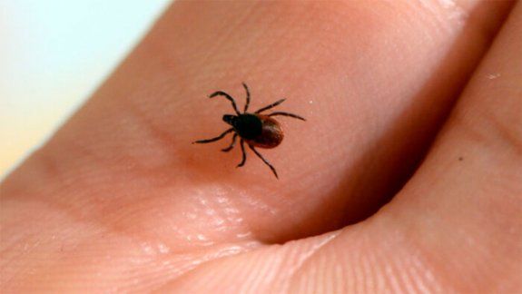 En China las garrapatas ya causaron varias muertes.