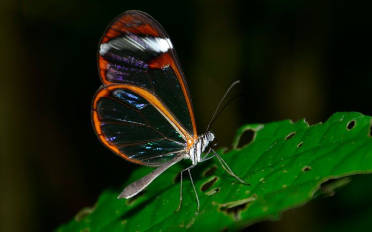 Mariposas de cristal son invisibles para preservar su vida