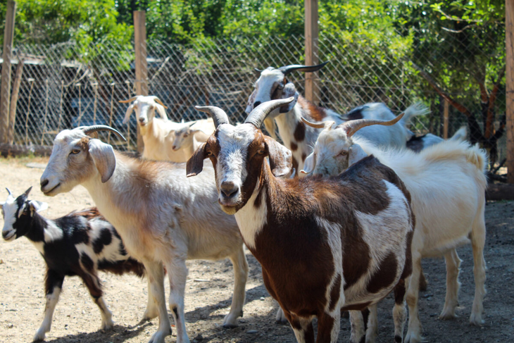 Las cabras consumen 2,5-3% de su peso diario y controlan zarza invasora, creando cortafuegos vivos sin químicos ni ruido. Foto: @buenacabrachile