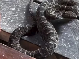 Una vecina de Fernández Oro, publicó en redes sociales esta imagen de una supuesta aparición de una yarará en la localidad. Una vecina de Fernández Oro, publicó en redes sociales esta imagen de una supuesta aparición de una yarará en la localidad.