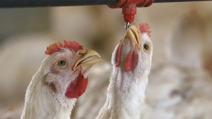 Con más de mil millones de pollos nacidos en el año, la cadena avícola consolida su escala industrial. Con más de mil millones de pollos nacidos en el año, la cadena avícola consolida su escala industrial.