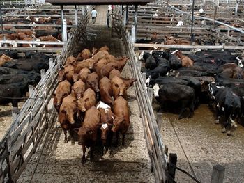 El auge de la informalidad y la presión de los costos dejan a los frigoríficos formales en una situación crítica, incluso en un contexto de mayor apertura exportadora. El auge de la informalidad y la presión de los costos dejan a los frigoríficos formales en una situación crítica, incluso en un contexto de mayor apertura exportadora.