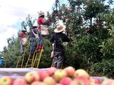 En pocas semanas da inicio la cosecha de manzanas en Brasil.
