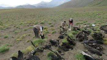 encontraron 34 condores muertos y creen que fueron envenenados encontraron 34 condores muertos y creen que fueron envenenados