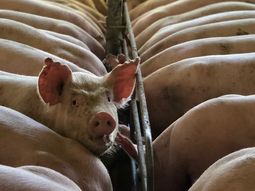 Toda la agroindustria se encuentra en problemas por el atraso cambiario. Toda la agroindustria se encuentra en problemas por el atraso cambiario.