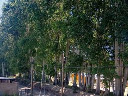 tememos que se nos venga encima: vecinos de plottier reclaman por una alameda podrida tememos que se nos venga encima: vecinos de plottier reclaman por una alameda podrida