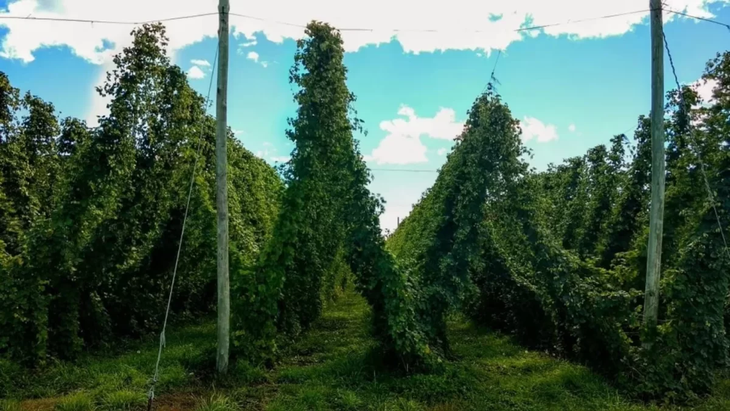 La estructura de conducción en V optimiza la captación de luz en los lupulares de la comarca. La estructura de conducción en V optimiza la captación de luz en los lupulares de la comarca.