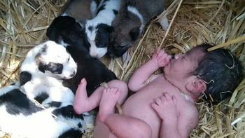 una perra salvo a una recien nacida abandonada una perra salvo a una recien nacida abandonada
