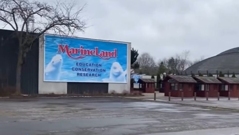 Un acuario canadiense advirtió que deberá sacrificar a 30 ballenas beluga en caso de no recibir ayuda estatal.