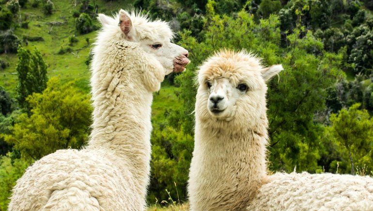 Tucumán conseguirá suero hiperinmune a partir de las llamas