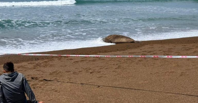Elefanta marina descansando en la costa de Playa Unión, Chubut. Elefanta marina descansando en la costa de Playa Unión, Chubut.