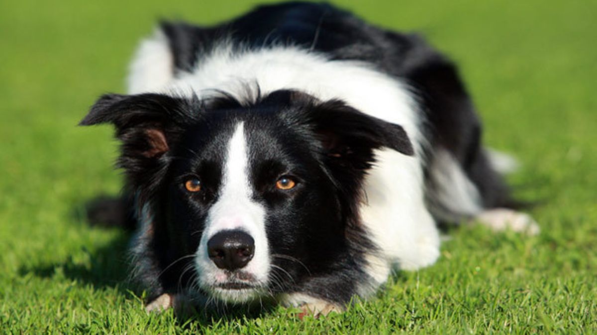 son border collies leales a una sola persona