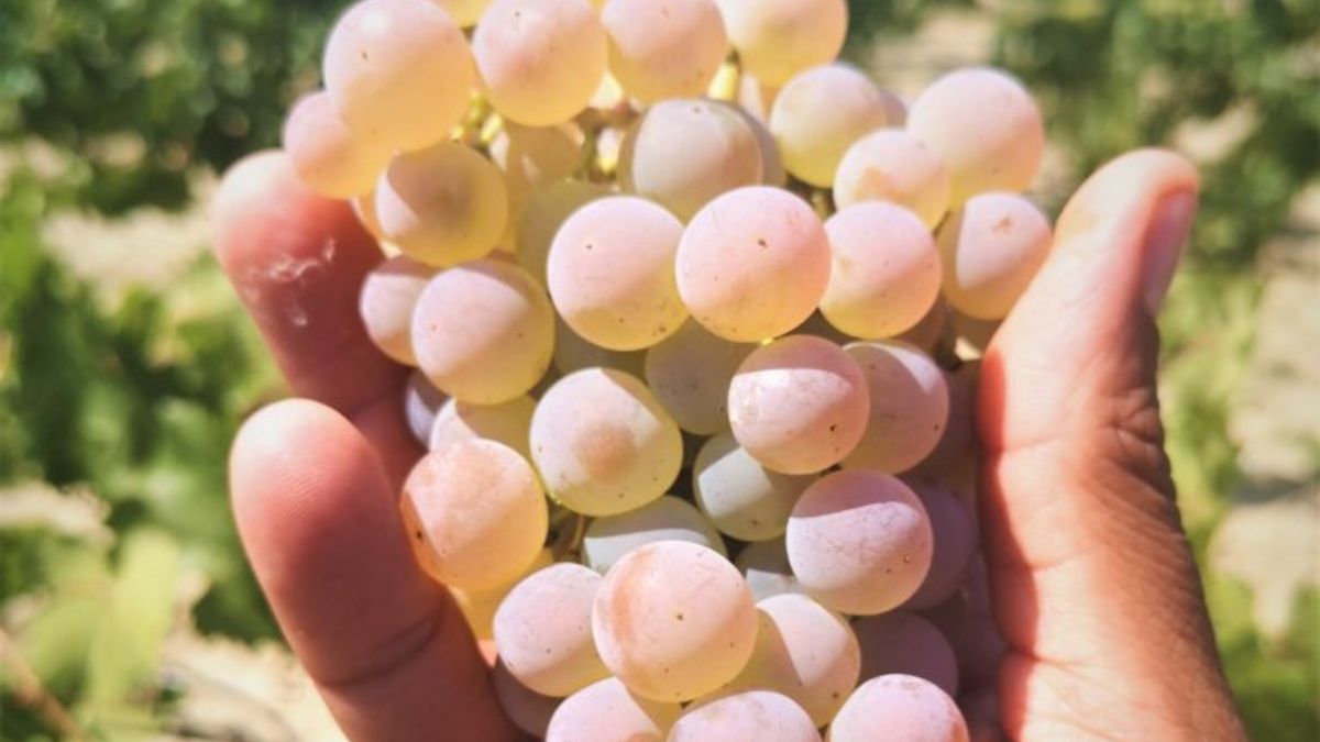 ¿Qué son las uvas Piwis y qué pueden ofrecer de cara al futuro? thumbnail