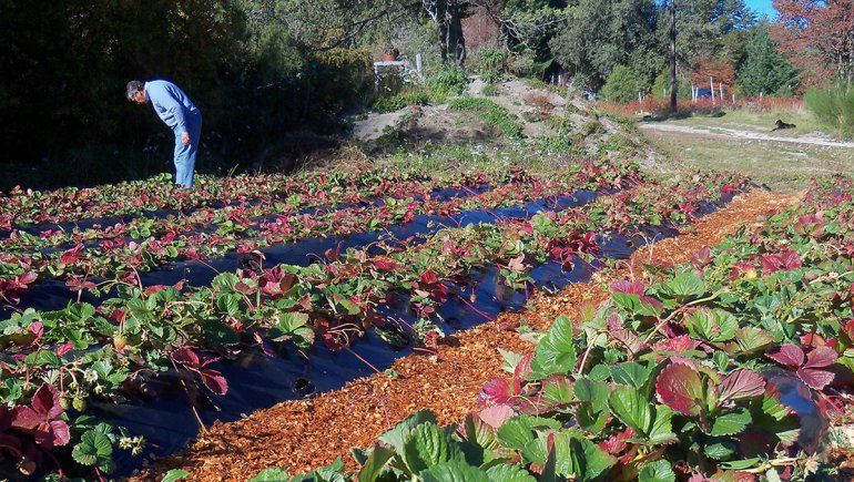 Eligen a laboratorio neuquino para analizar frutillas de El Maitén