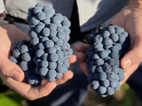 El viñedo olvidado de Patagonia que hoy produce el mejor vino del mundo